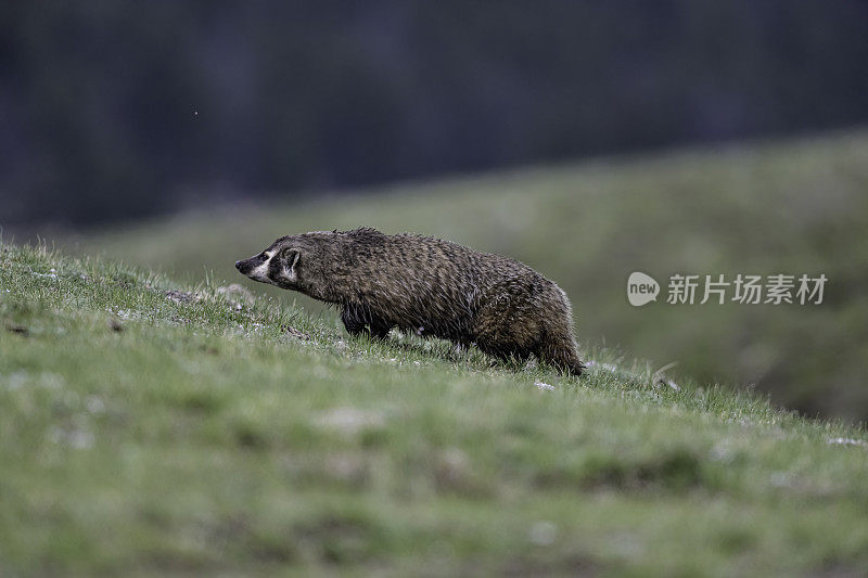 美洲獾(Taxidea taxus)是一种北美獾，在外观上与欧洲獾相似，但没有密切关系。它分布在美国西部、中部和东北部、墨西哥北部和加拿大中南部